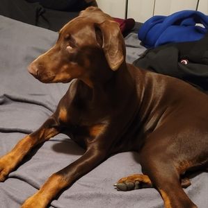 Meet your Posher, Armando